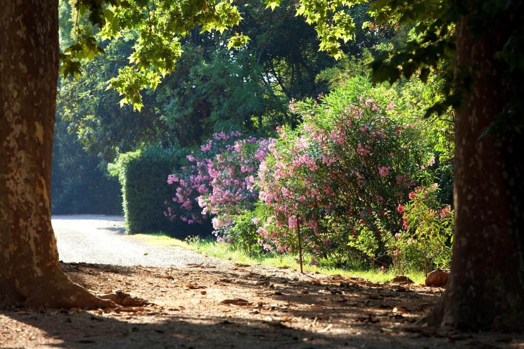 Chateau De Saint Martin Taradeau Εξωτερικό φωτογραφία
